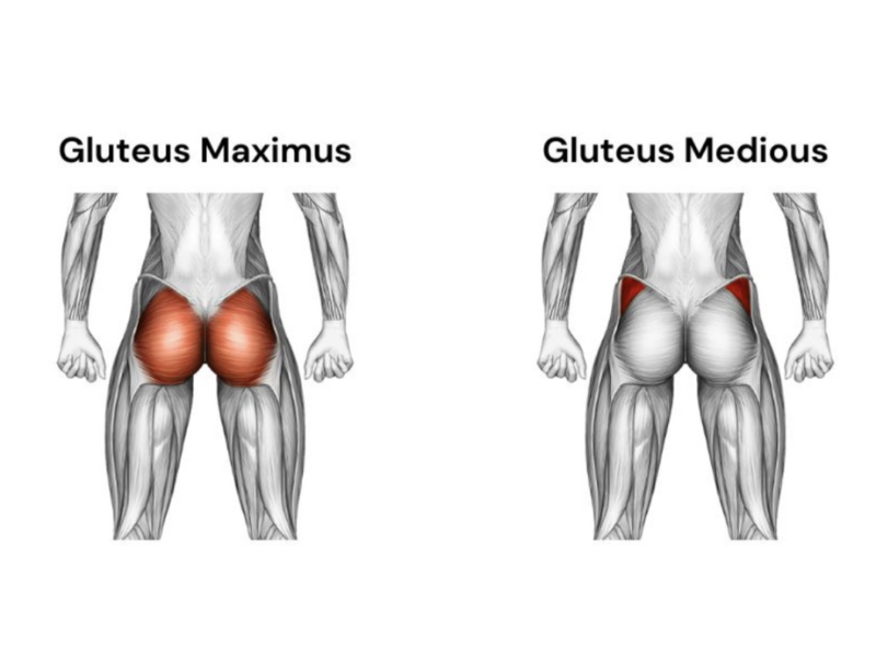 Best Gluteus Minimus Exercises