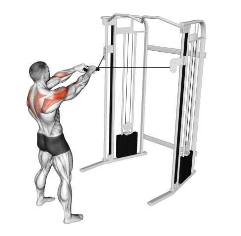 Trapezius Exercises