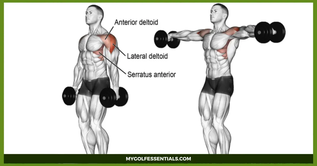 Deltoid Exercises