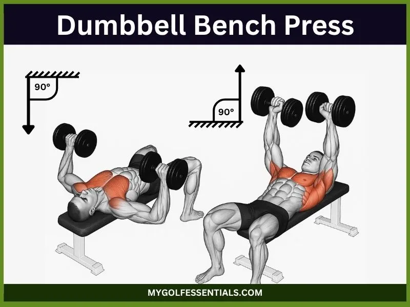 image showing Dumbbell Bench Press
